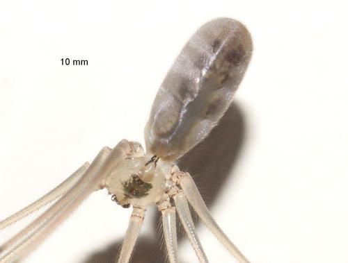 Réf. 88 858 : Pholcus phalangioides