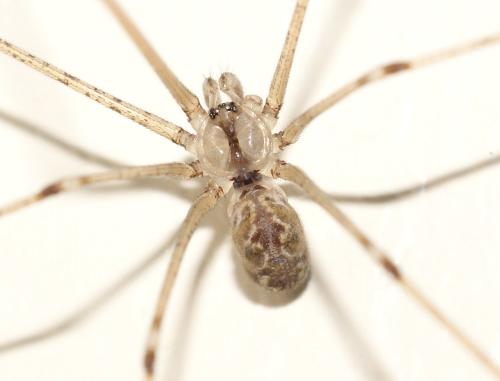 Holocnemus pluchei