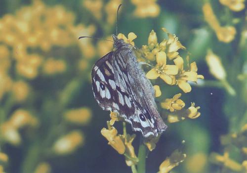 Pararge aegeria