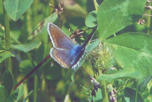 Polyommatus icarus