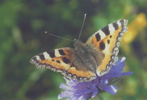 Aglais urticae