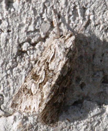 Xylocampa areola
