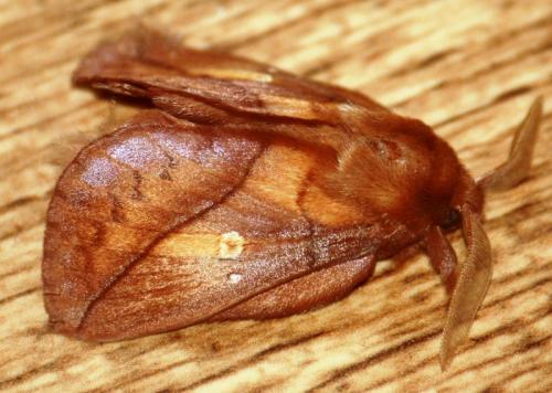 Réf. 88 871 : Euthrix potatoria