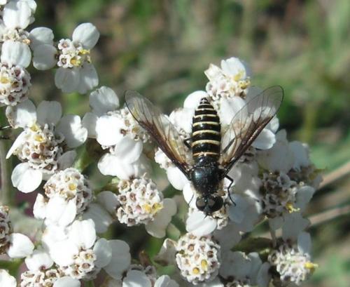 Lomatia sp.