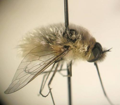 Réf. 88 757 : Systoechus sp.