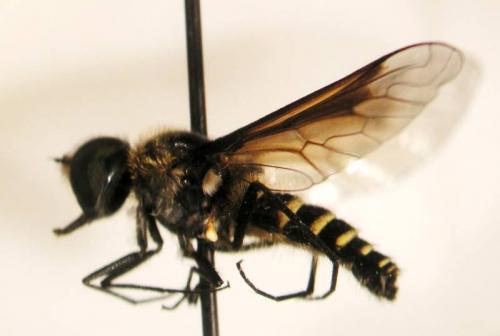 Lomatia sp.