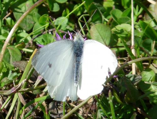 Réf. 88 938 : Pieris rapae