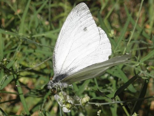 Pieris napi