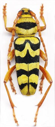 Neoplagionotus bobelayei huseyini