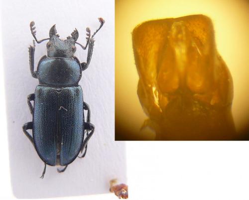 Platycerus caraboides