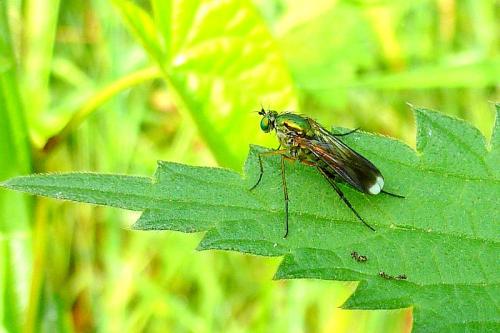 Poecilobothrus nobilitatus