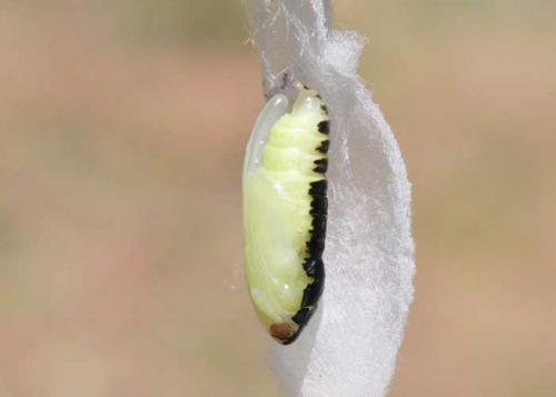 Polychrysia moneta