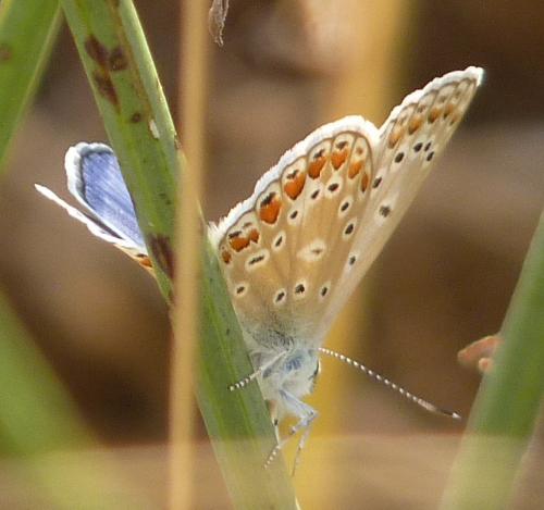 Polyommatus icarus