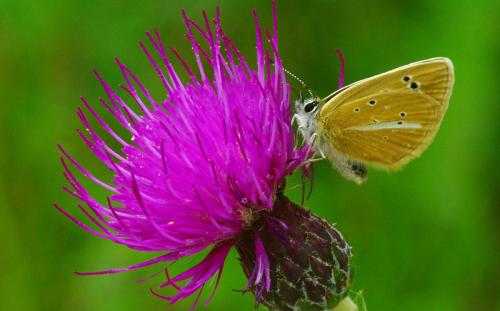 Réf. 88 764 : Polyommatus damon