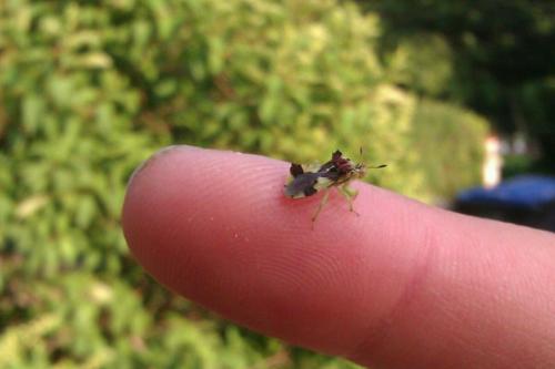 Phymata sp.