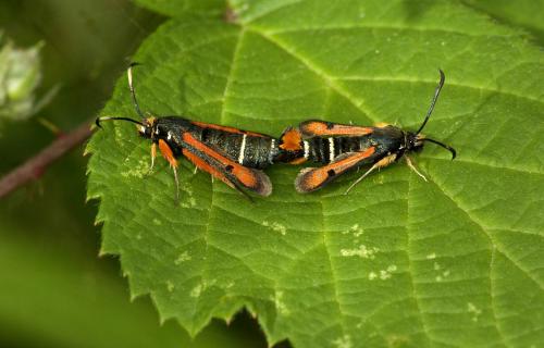 Réf. 88 435 : Pyropteron chrysidiformis