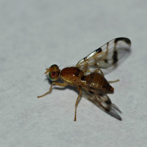 Acidia cognata