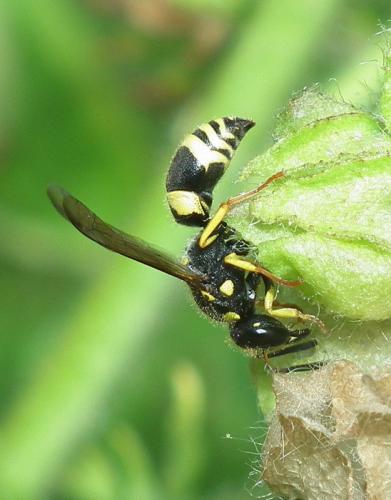 Réf. 88 480 : Ancistrocerus gazella