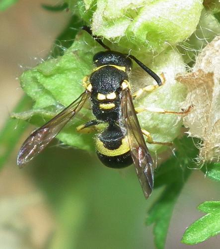 Réf. 88 481 : Ancistrocerus gazella