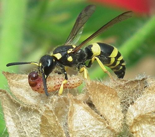 Réf. 88 440 : Ancistrocerus gazella