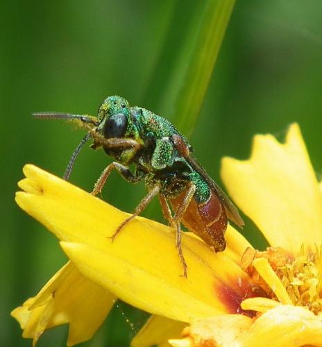 Parnopes grandior