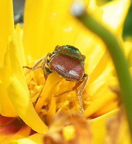 Parnopes grandior
