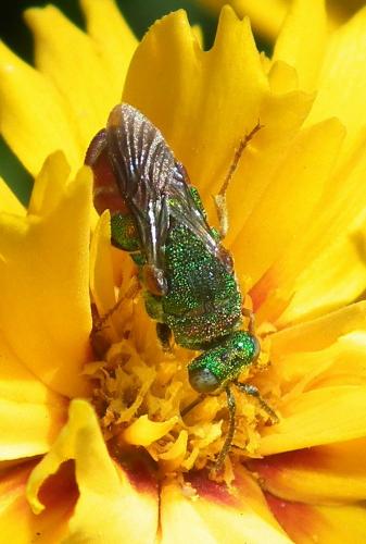 Parnopes grandior