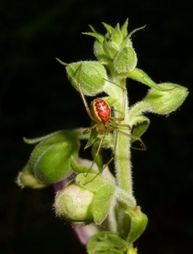 Enoplognatha sp.
