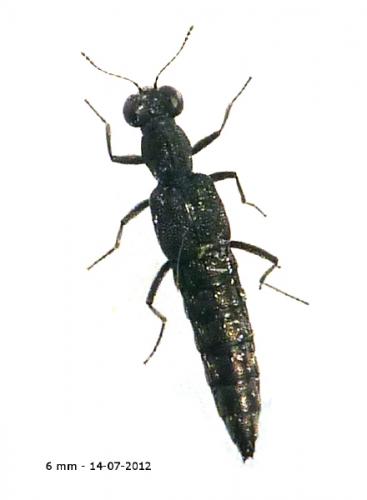 Réf. 88 457 : Stenus sp.