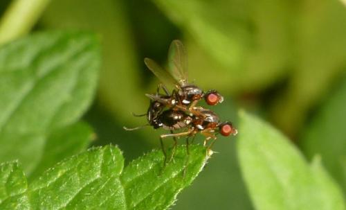 Nemopoda sp.