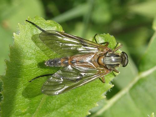Réf. 88 124 : Rhagio annulatus