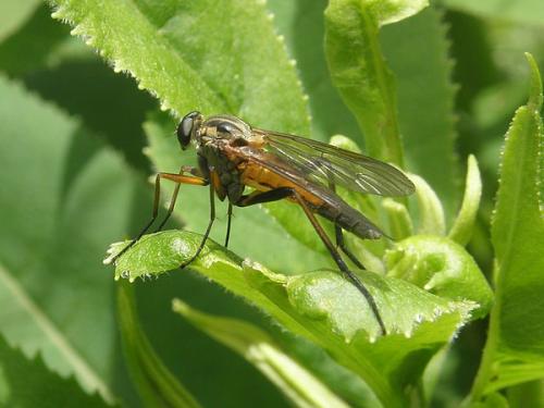 Réf. 88 495 : Rhagio annulatus