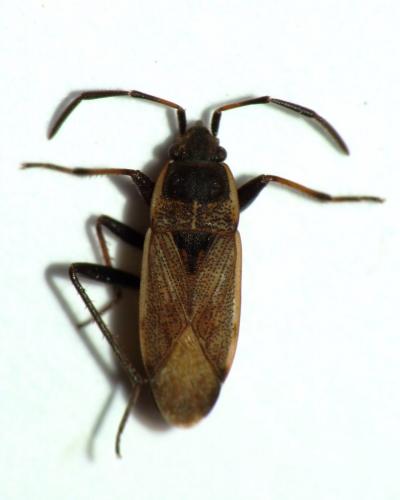 Réf. 88 730 : Panaorus adspersus