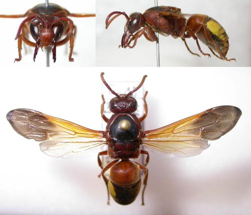 Réf. 88 582 : Rhynchium oculatum