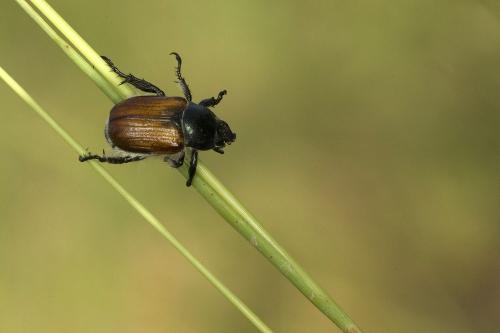 Anisoplia tempestiva