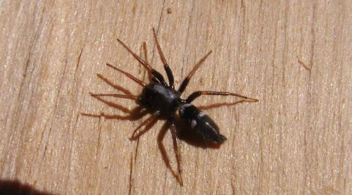 Aphantaulax sp.