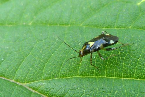 Liocoris tripustulatus