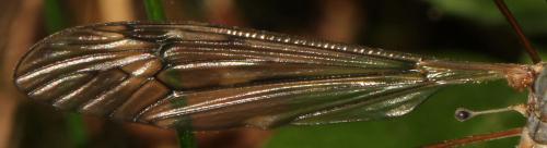 Tipula scripta