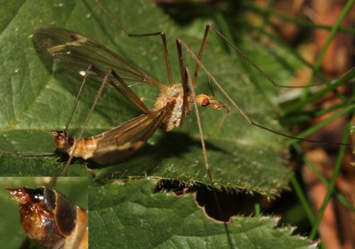 Tipula fascipennis