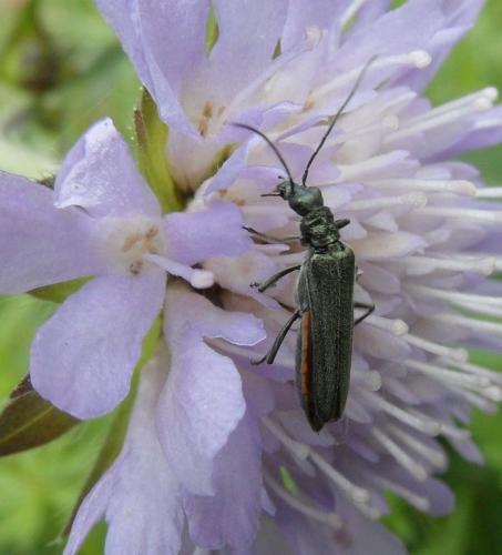 Oedemera sp.