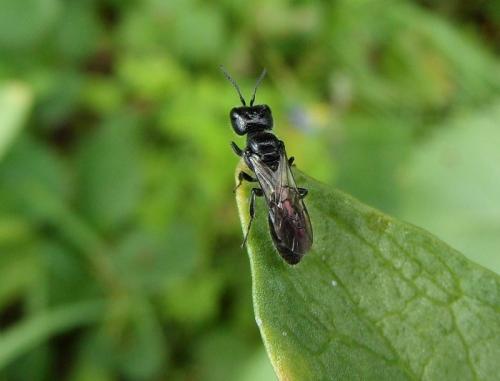Pemphredon sp.