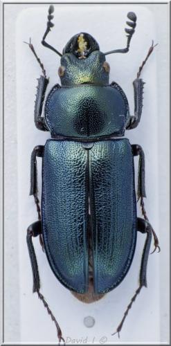 Platycerus caraboides