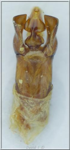 Platycerus caraboides