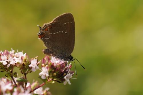 Réf. 88 951 : Satyrium ilicis
