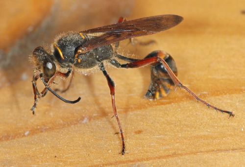 Sceliphron curvatum