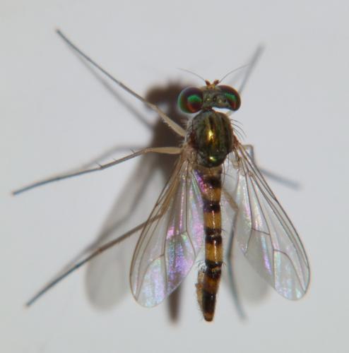 Sciapus sp.
