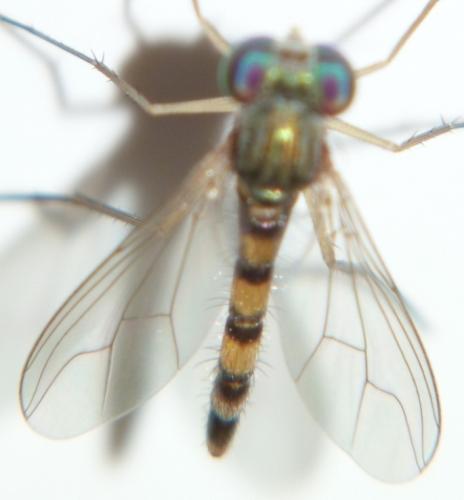Sciapus sp.