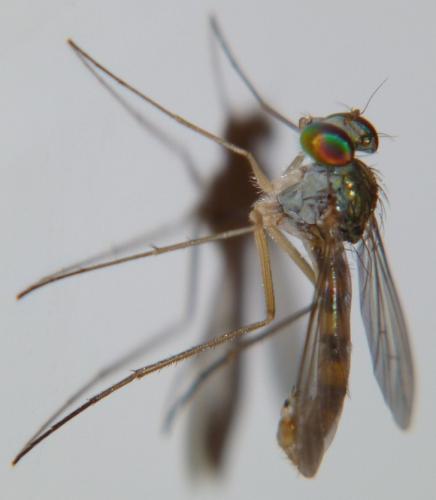 Sciapus sp.