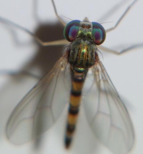 Sciapus sp.
