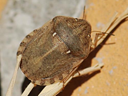 Réf. 88 228 : Eurygaster maura